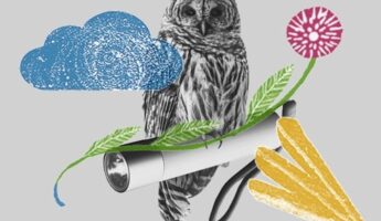 BW EFI Owl MASHUP4