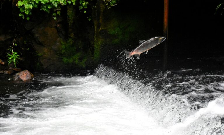 A salmon leaps out of a rushing river, attempting to jump over a small waterfall. The surrounding area is lush with green vegetation and rocky outcrops.
