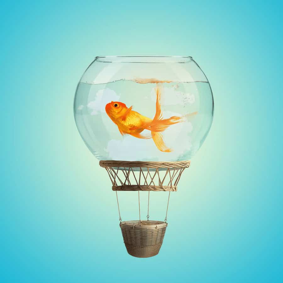 A whimsical scene features a goldfish swimming inside a glass fishbowl that serves as a hot air balloon. The basket, attached below, floats against a bright blue background, giving a surreal impression of flight.